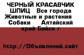 ЧЕРНЫЙ КРАСАВЧИК ШПИЦ - Все города Животные и растения » Собаки   . Алтайский край,Бийск г.